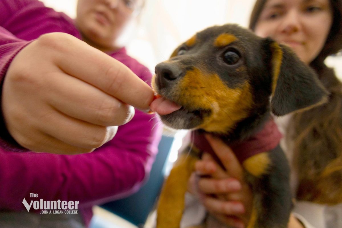 Puppies at John A Logan College