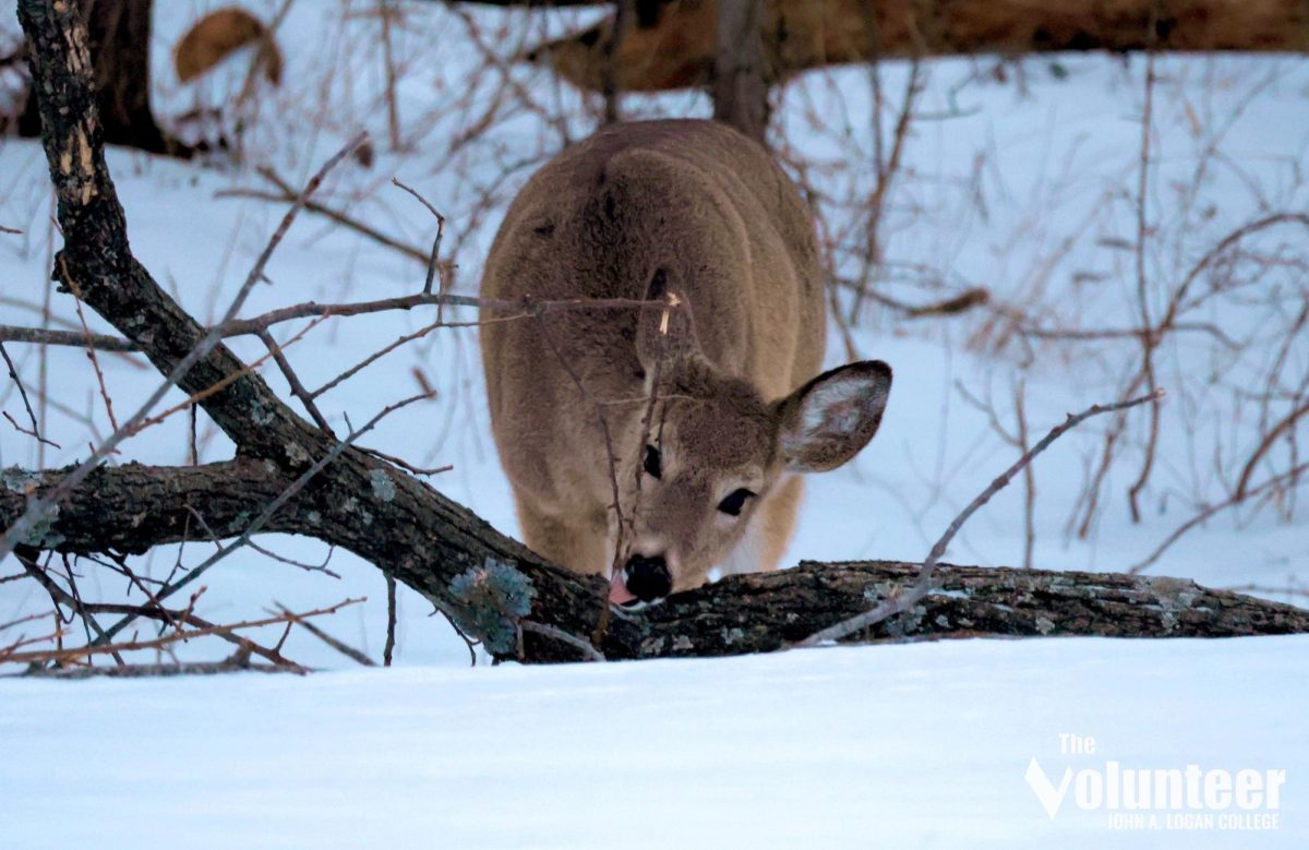 A white-tailed deer scavenges for food from a fallen tree branch at Crab Orchard National Wildlife Refuge on Wednesday, Feb. 19. Wildlife roamed and foraged in the snow after a snowstorm hit the region Tuesday, dropping nearly 6 inches of snow in Carterville.