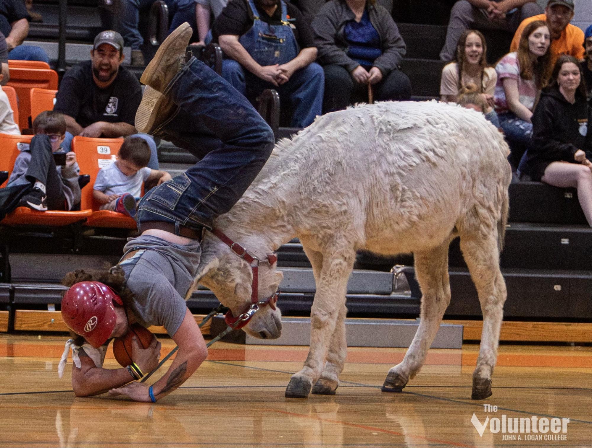 Tanner Bailey takes a spill after his donkey starts bucking during the Crab Orchard FFA Alumni’s donkey basketball game.