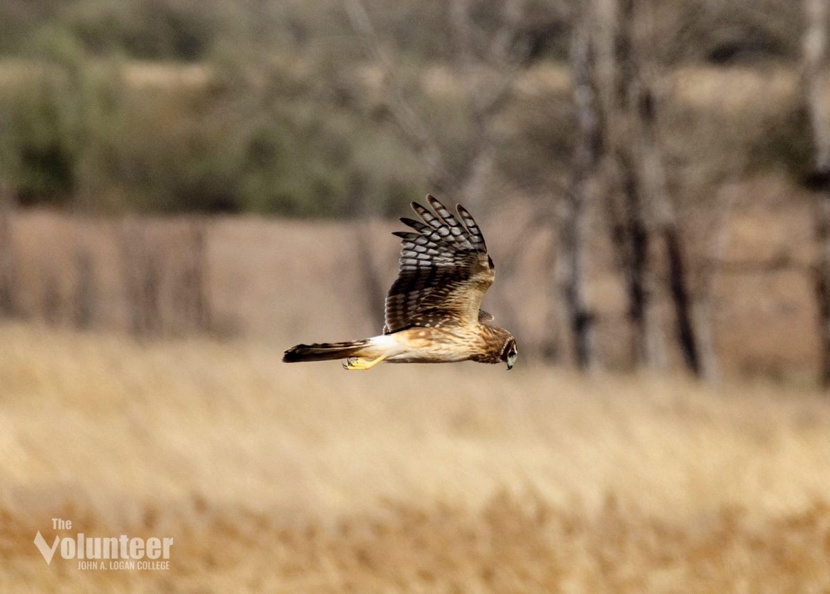 Northern harrier hawk, Perry county (March 18, 2025)
Northern harrier hawks can be recognized by the white band at the base of their tail and their quick turns. They enjoy open fields where they frequently dive down to catch small rodents. Unfortunately, they are state endangered due to loss of habitat.